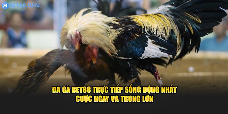 da-ga-bet88-truc-tiep-song-dong-nhat-cuoc-ngay-va-trung-lon.jpg