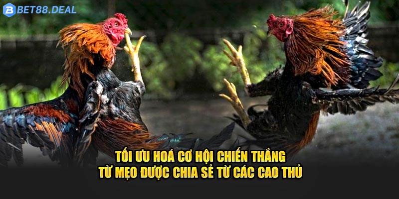 toi-uu-hoa-co-hoi-chien-thang-tu-meo-duoc-chia-se-tu-cac-cao-thu.jpg